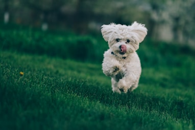 selective focus photography of white dog running on green grass