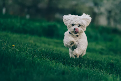 Çimlerin üzerinde koşan küçük beyaz tüylü Fino tipi refakatçi köpek