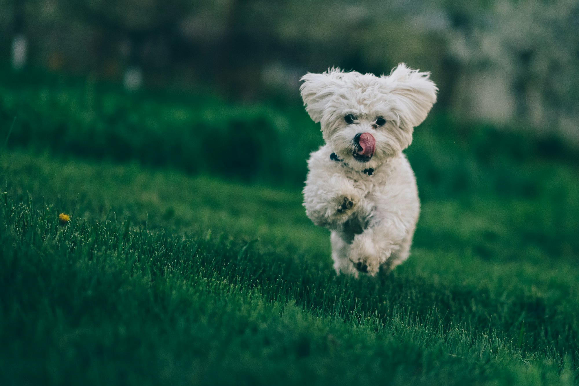 selective focus photography of white Bichon Frise dog running on green grass