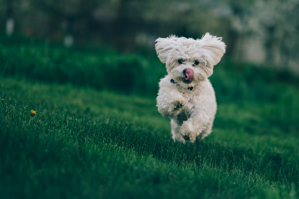 緑の芝生の上を走る白い犬のセレクティブフォーカス写真