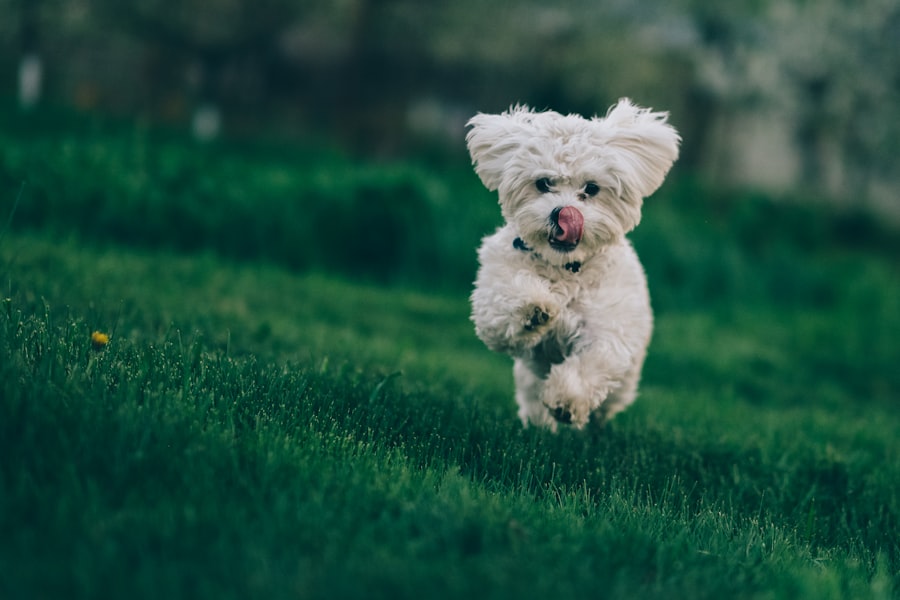 Golden retriever running toward owner across a grassy field during recall training