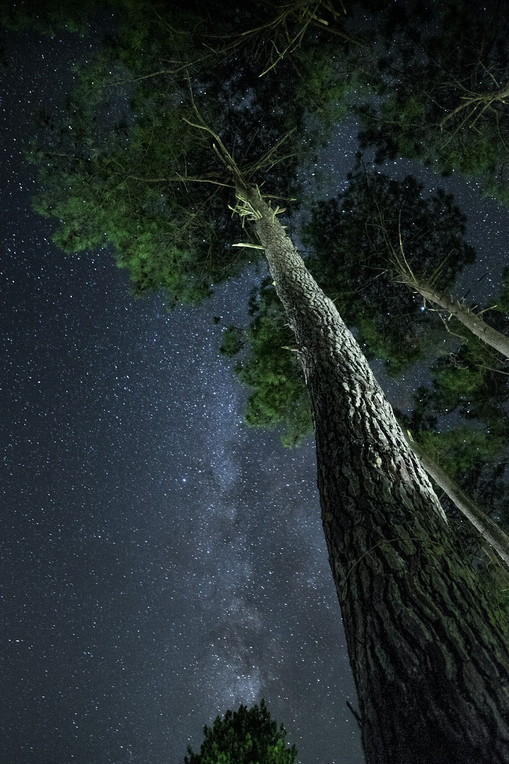 above photography of tall tree at night time