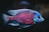 blue and red fish