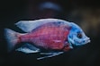 blue and red fish