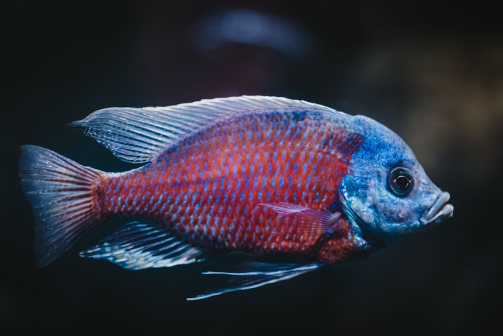 poissons bleus et rouges