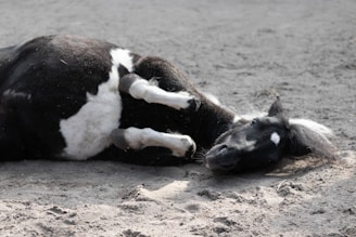 A black and white horse lies on its side on a sandy surface. The horse's legs are bent and its mane is slightly tousled, with a serene expression visible on its face. The lighting casts soft shadows around the horse.