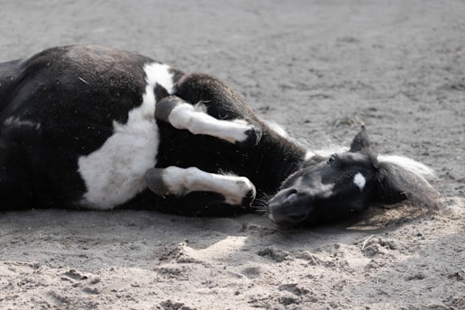 A black and white horse lies on its side on a sandy surface. The horse's legs are bent and its mane is slightly tousled, with a serene expression visible on its face. The lighting casts soft shadows around the horse.