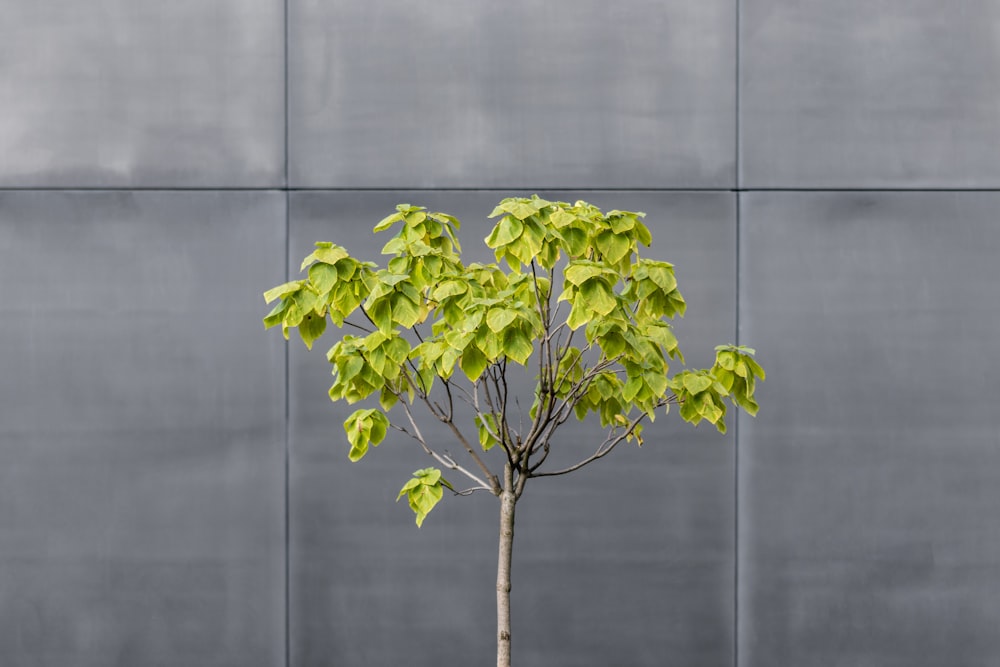 緑の葉の植物