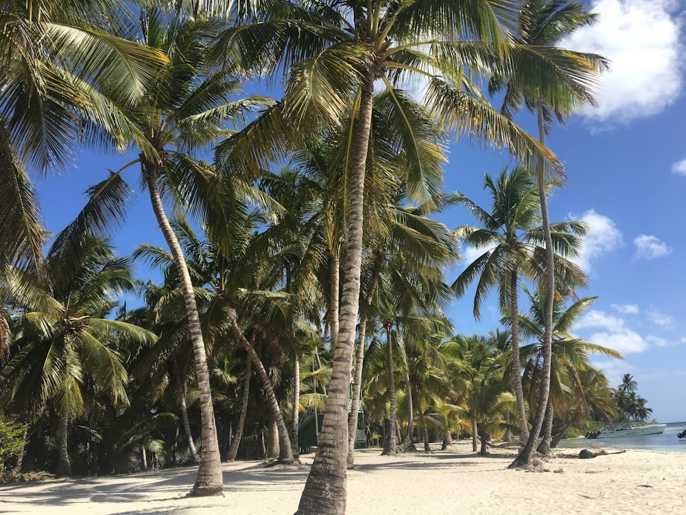 palm trees near body of water