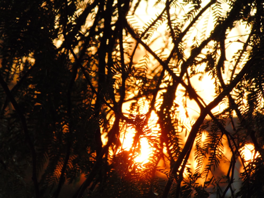 forest at sunset