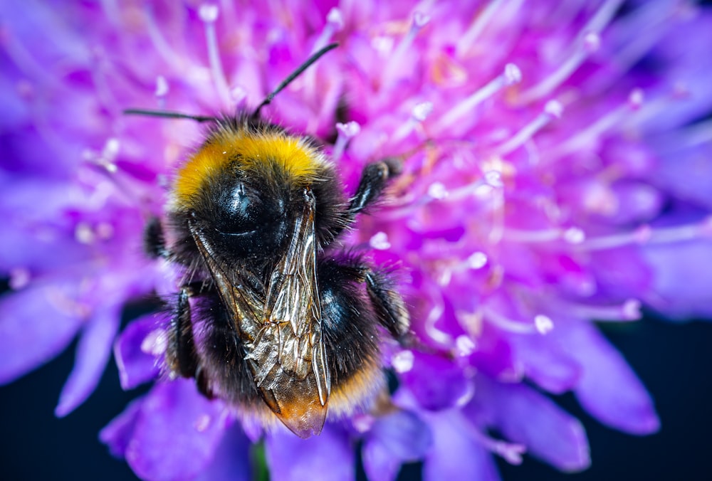 macro photography of honeybee