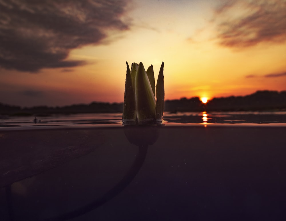 Fleur de lotus pendant l’heure dorée