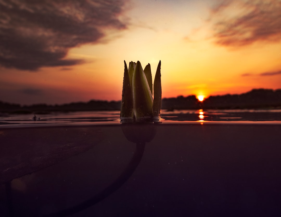 lotus flower during golden hour