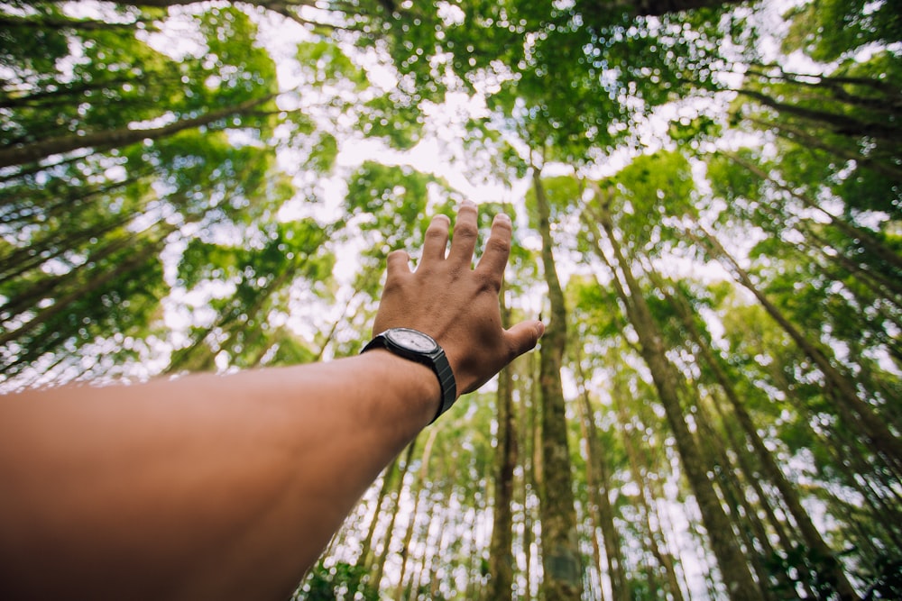 selective force perspective photo of left human hand about to reach green leaf trees