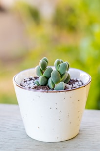 A small succulent plant sits in a minimalist white ceramic pot with speckled details. The pot is placed on a wooden surface, and the background is softly blurred with green tones. The succulent has thick, fleshy leaves that are a shade of green, creating an appealing, clean aesthetic.