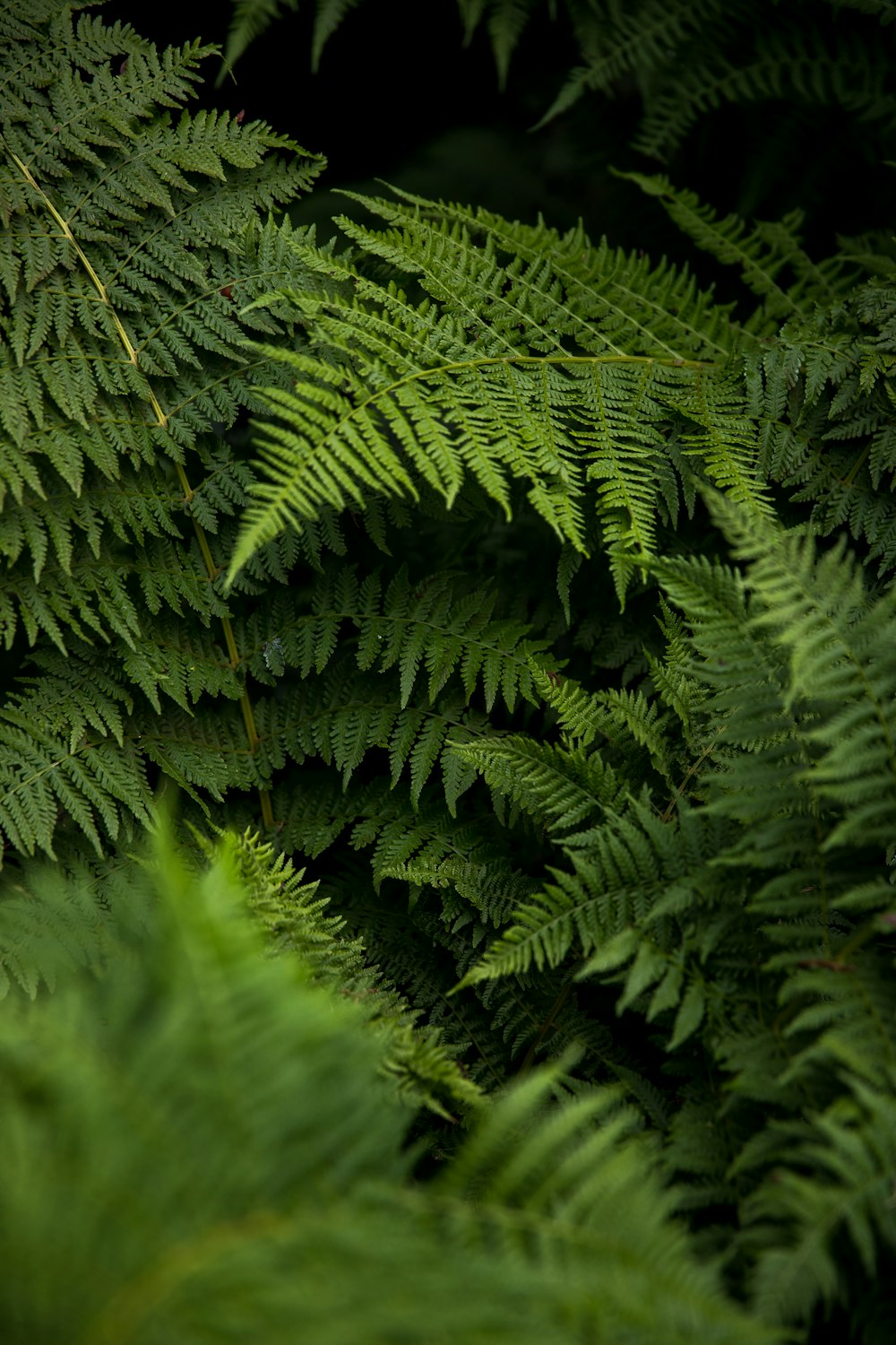 low light photography of fern plant