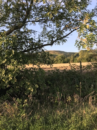A serene view of Laurieanna's farm with lush greenery.