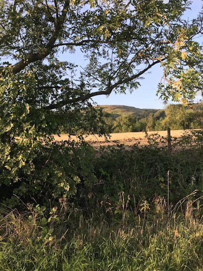 A serene view of Idlewild's lush green landscape with sunlight filtering through tall trees.