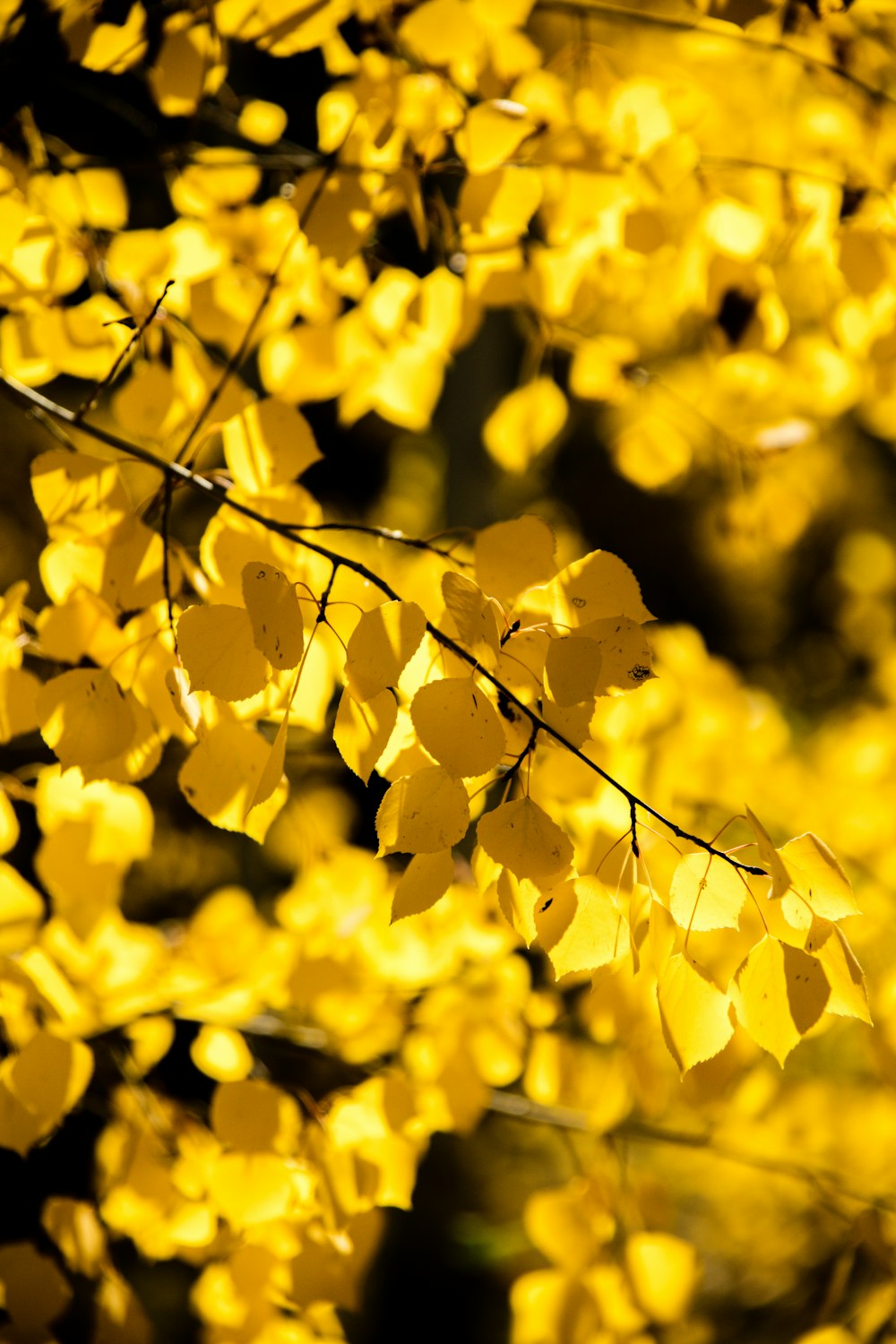 photo of yellow tree leaves