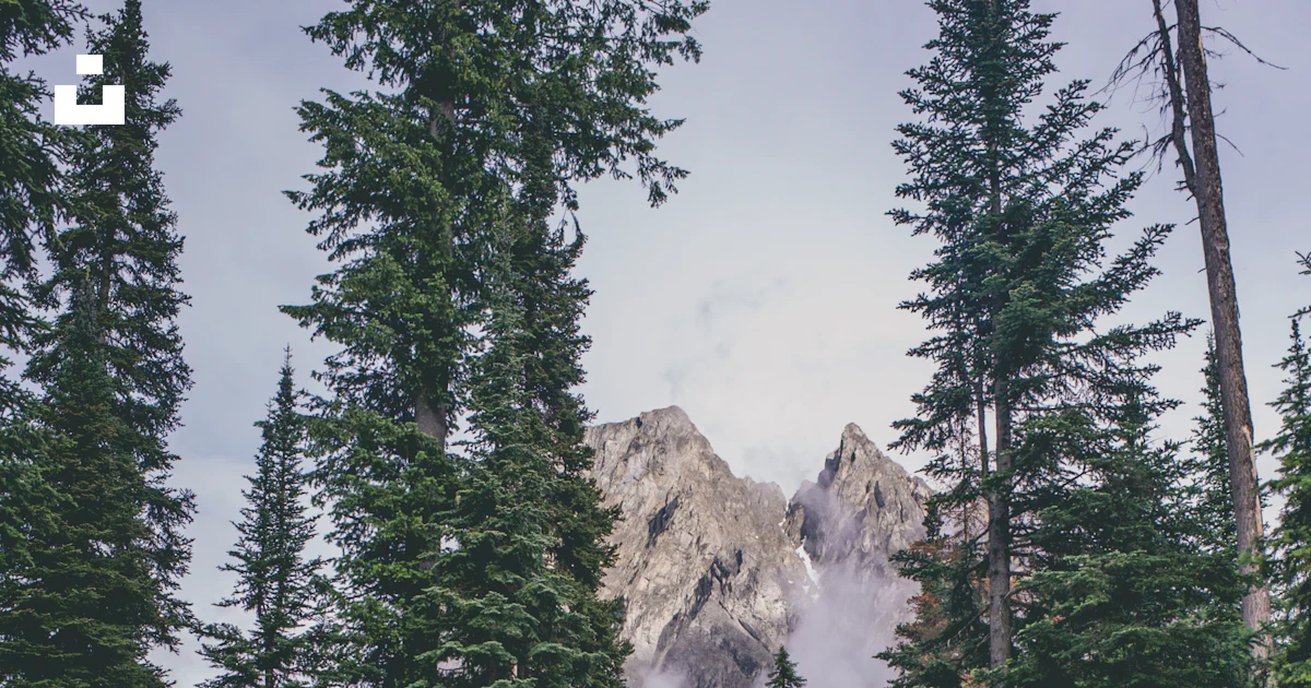 Pine Tree Zoom In Green pine tree field photo – Free Zoom backgrounds Image on Unsplash
