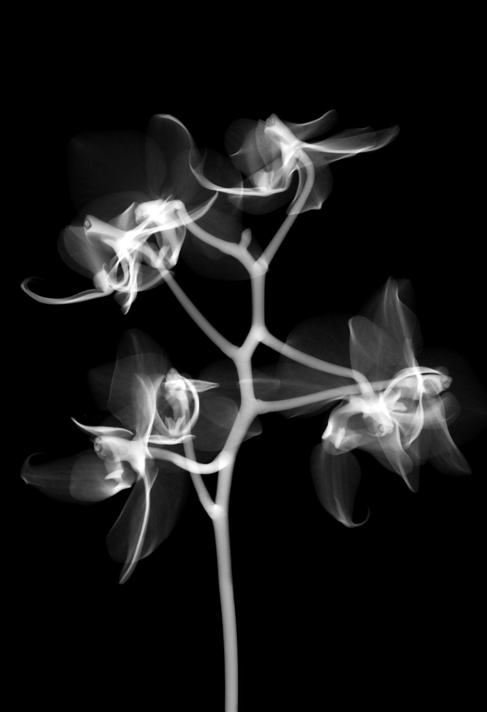 a black and white photo of a flower