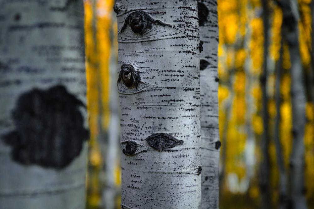 selective focus photography of birch tree trunk