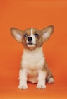 short-coated brown and white puppy