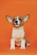 short-coated brown and white puppy