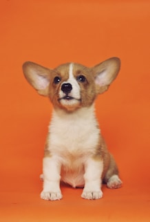 short-coated brown and white puppy