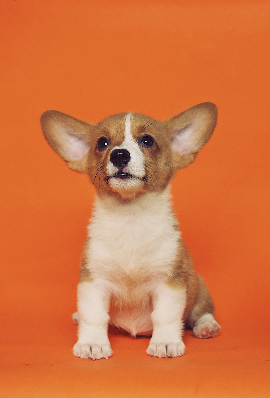 Dog in a home