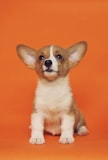 Puppy