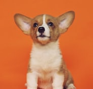 short-coated brown and white puppy