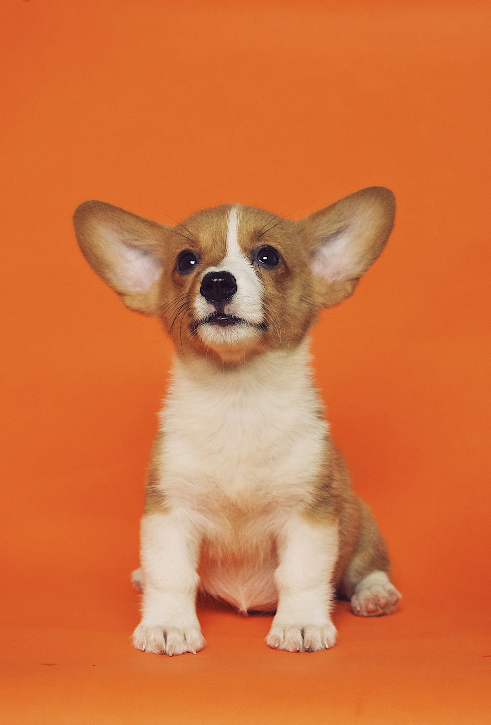 cachorro de pelo corto marrón y blanco