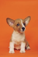 short-coated brown and white puppy sitting on floor