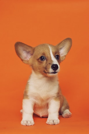 A playful corgi puppy mid-leap, ears flapping, against a soft neutral background.