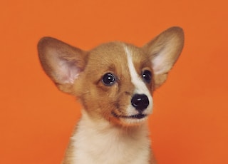 short-coated brown and white puppy sitting on floor