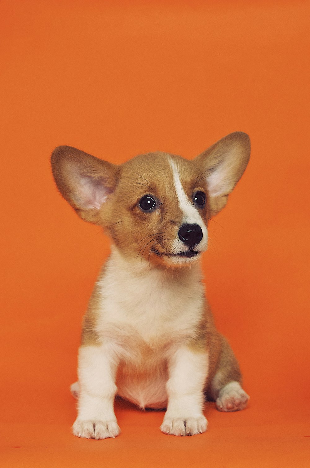 床に座っている茶色と白のショートコートの子犬