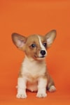 Happy pet