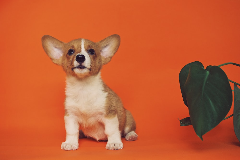 Filhote de cachorro Corgi preto e marrom branco