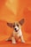 fawn Pembroke Welsh corgi sitting on orange textile