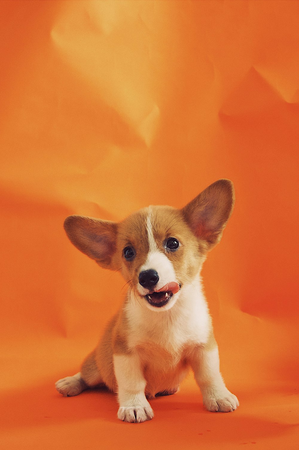 rehbrauner Pembroke Welsh Corgi sitzt auf orangefarbenem Textil