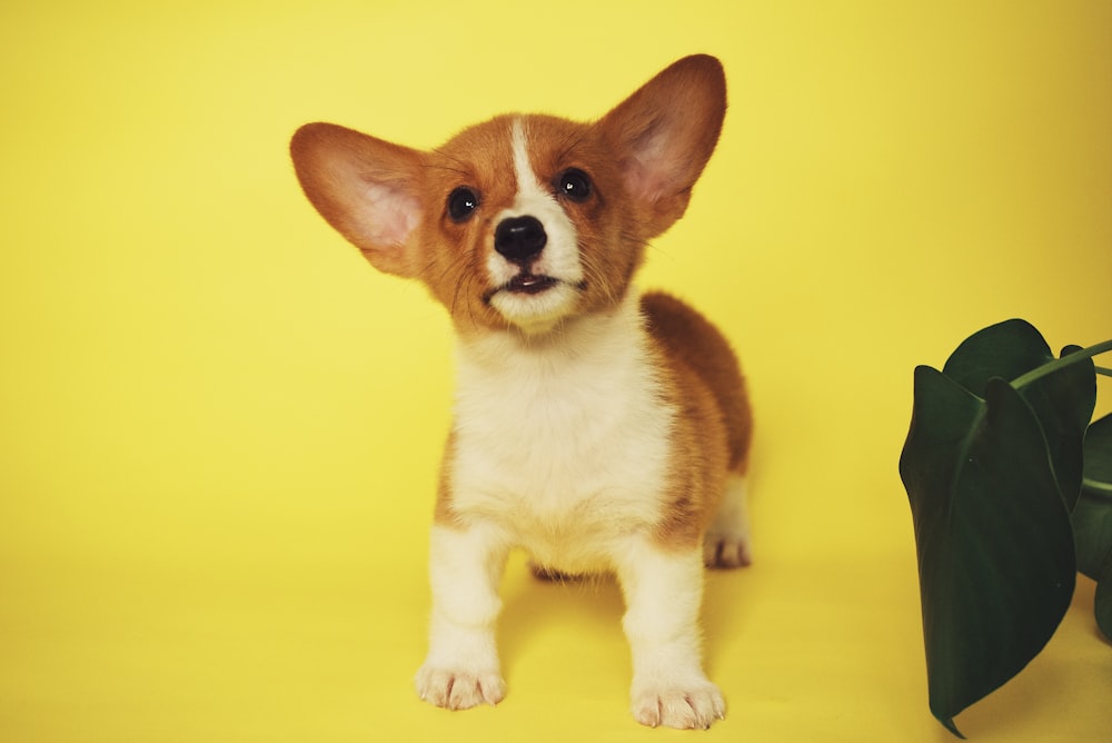 puppy beside plant