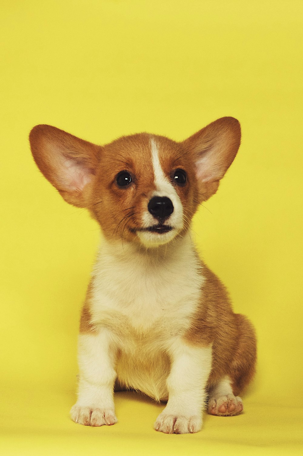 cachorro blanco y marrón de pelo corto sentado sobre una superficie amarilla