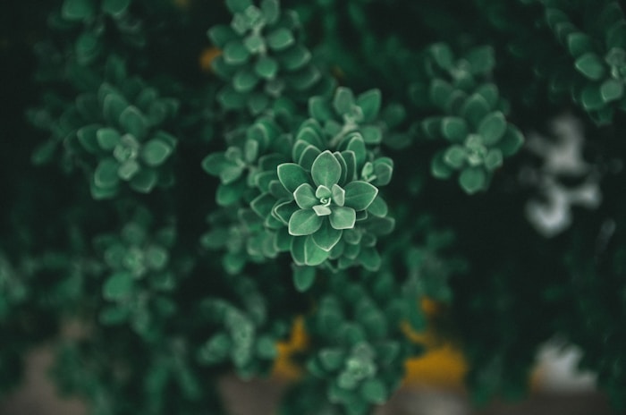 #809 focus photography of green-leafed plant
