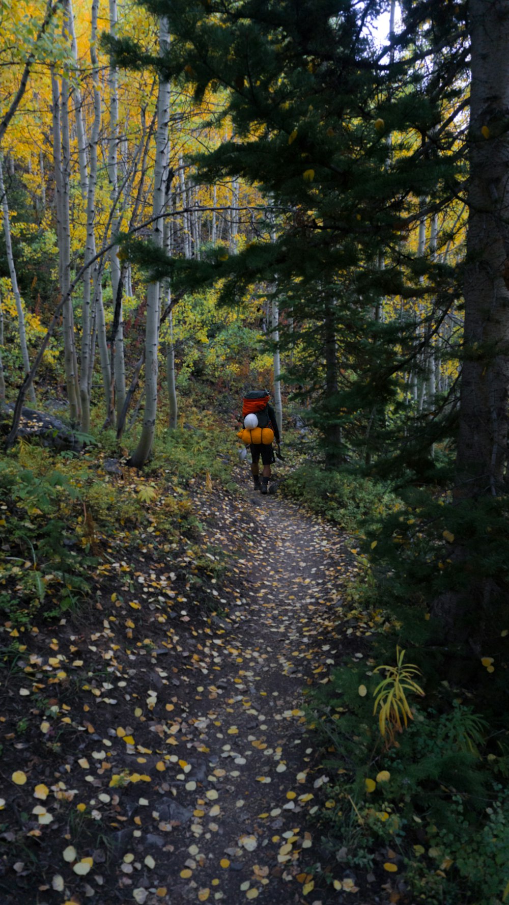 man hiking in the woods during daytime