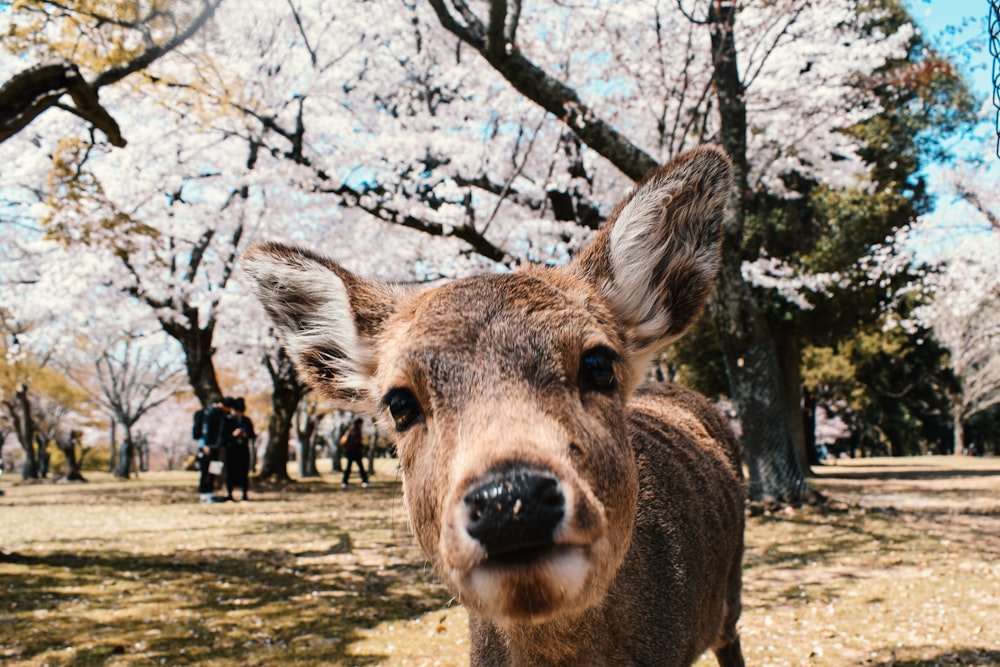 brown deer