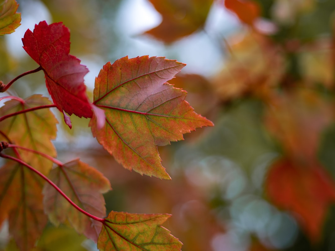 brown leafed plant