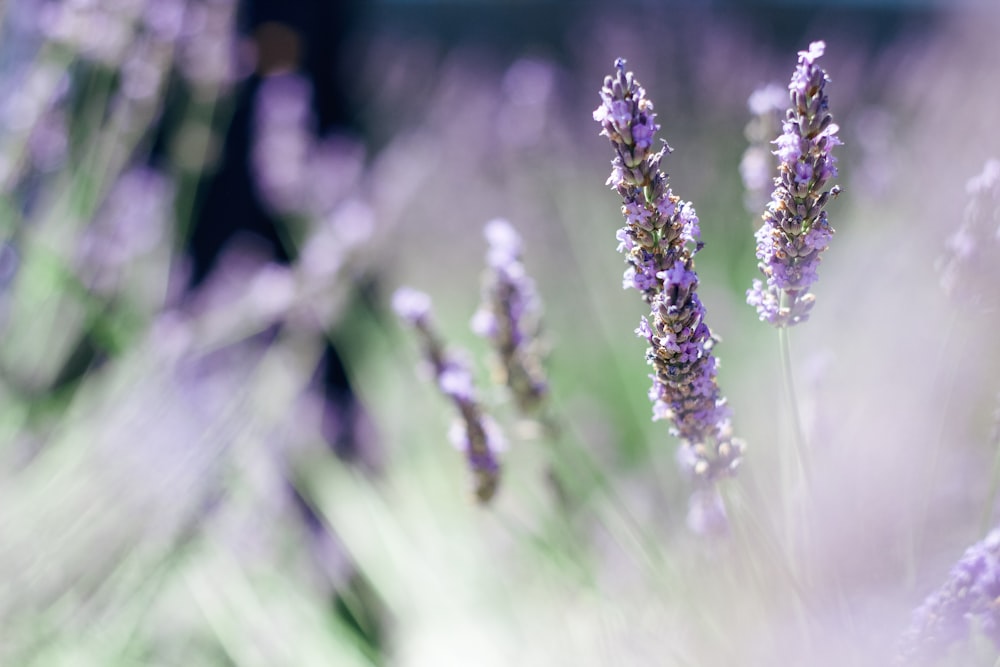 lavender flower