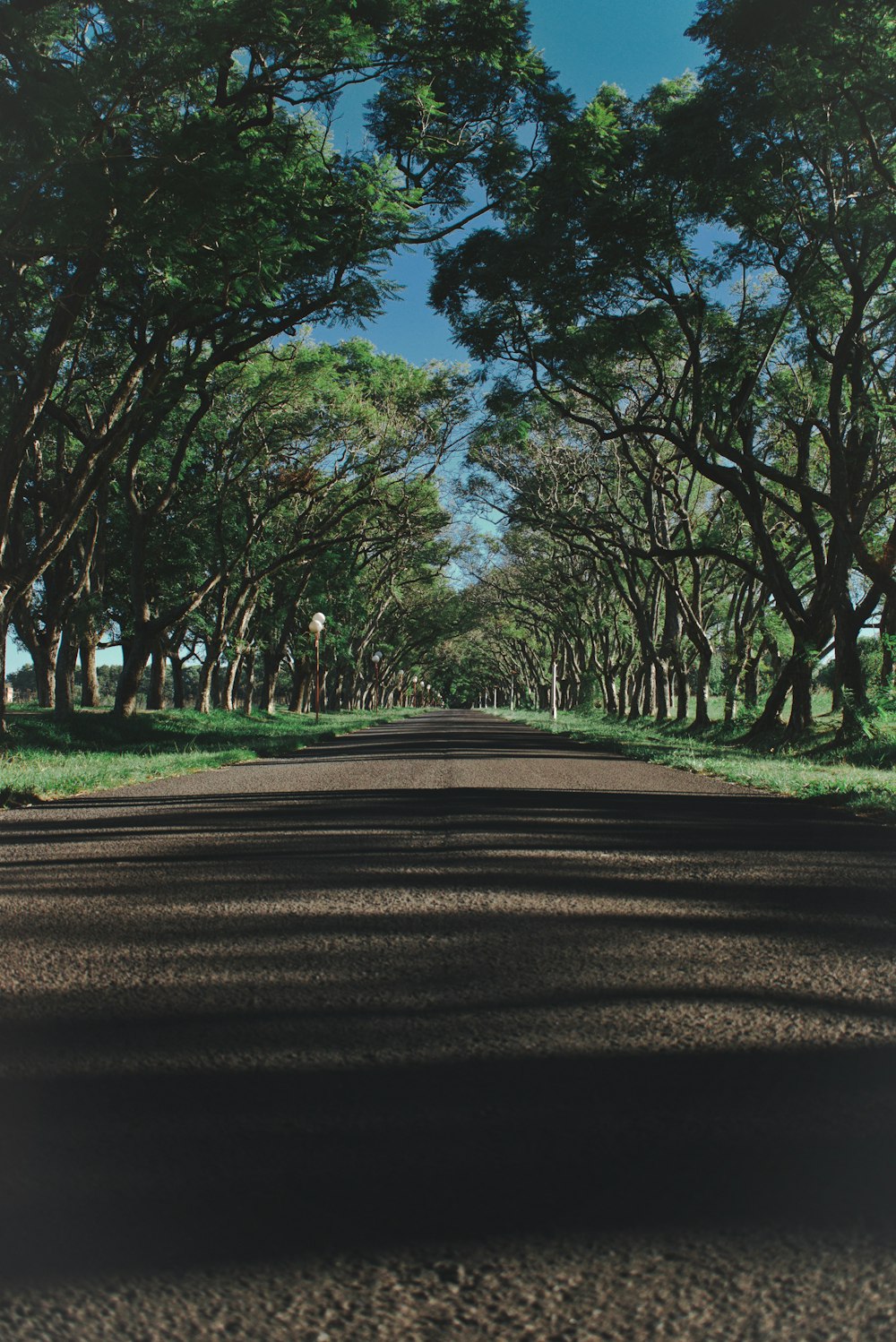 green-leafed trees lined on the side of the road during daytime