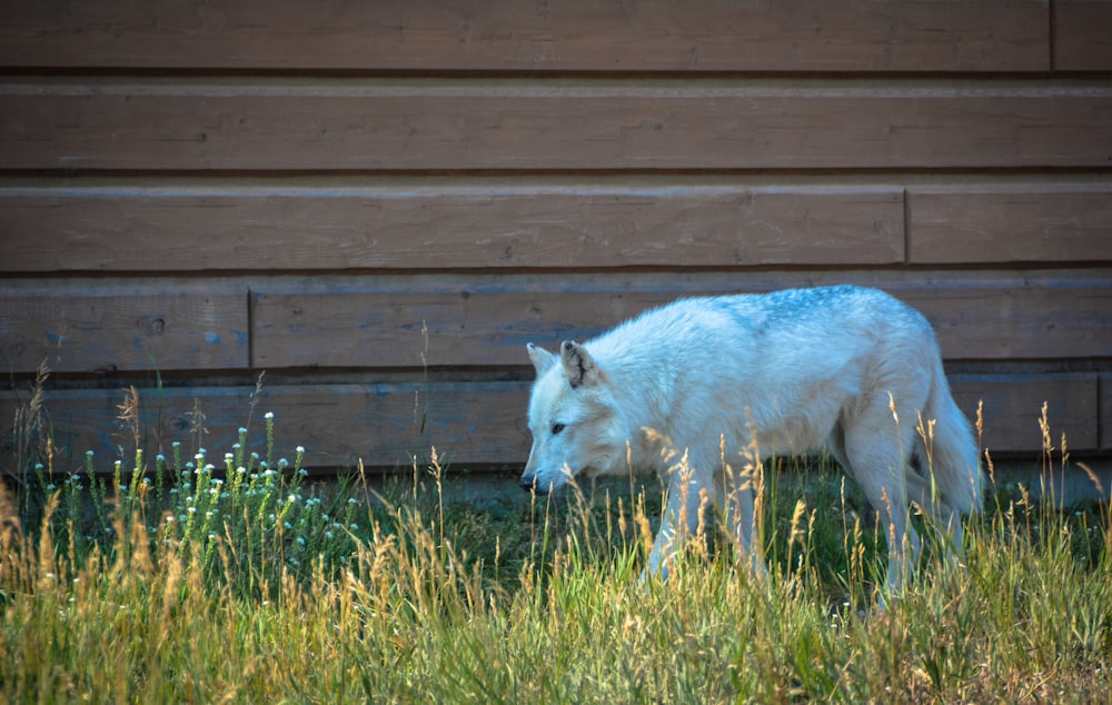 white fox on green grass